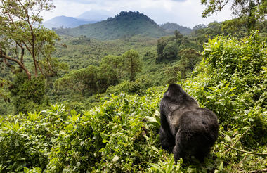 Ruanda – Gorilla Trek Free