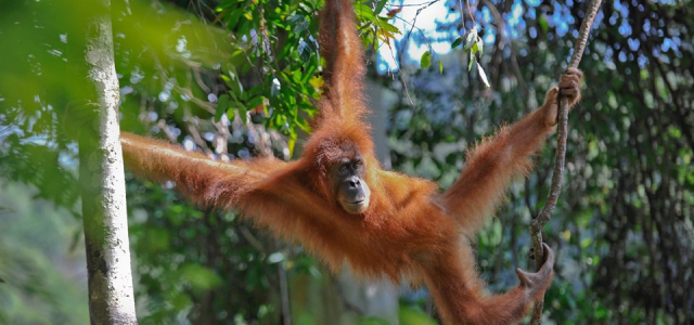 Sumatra Selvagem: Aventura na Terra dos Orangotangos